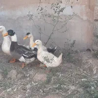 مرغابی
