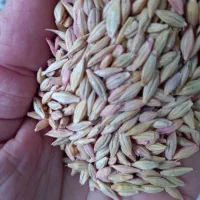 جو وگندم فروش|لوازم جانبی حیوانات|دالاهو, |دیوار