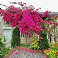 باغ-ویلا-طرقبه