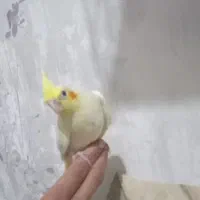 جوجه عروس لوتینو