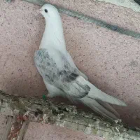 کبوتر پرشی هما و ی کت