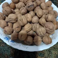 گردو خراسان پرچرب