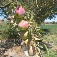 فروش سیب های پاییزه