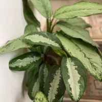 انواع گل های آپارتمانی|گل و گیاه طبیعی|رحیم‌آباد, |دیوار