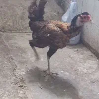 مرغ دورگ لاری