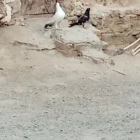 کبوتر|پرنده|سراوان, |دیوار