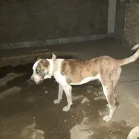 نگهبان باغ و گله، کارگاه و...|سگ|مشهد, میان ولایت|دیوار