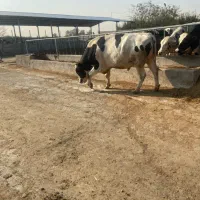 کارگر گاوداری