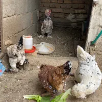 تخم نطفه دار پاکوتاه|حیوانات مزرعه|نوشین شهر, |دیوار