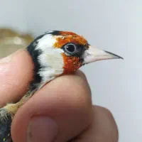 سهره ابلغ