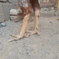 یک مرغ و دوتا خروس لاری|پرنده|مشهد, بهارستان|دیوار