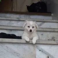 پامر  میکس  خوشگل