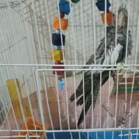 عروس هلندی