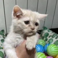 گربه اسکاتیش ماده