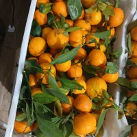 فروش نارنگی محلی قائمشهر|خوردنی و آشامیدنی|قائمشهر, |دیوار