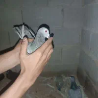 2000000|پرنده|ایذه, |دیوار