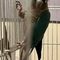 گرینچیک تراکوئیس نرمال نر