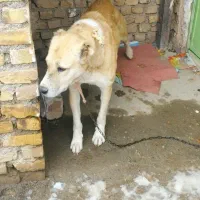 باسلام خدمت دوستان عزیز 4برفه سگ گله هست سالم