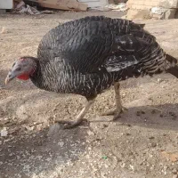 بوقلمونماده|حیوانات مزرعه|دماوند, دماوند|دیوار