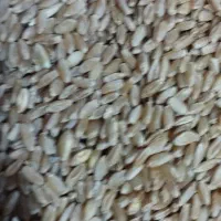 گندم بذری دروم ساجی 70کیلو جو سرارود50کیلو|خدمات باغبانی و درختکاری|کرمانشاه, |دیوار