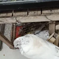 کبوتر|پرنده|ایلام, |دیوار