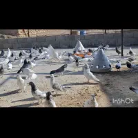 کبوتر پرشی ۲۰۰ عدد