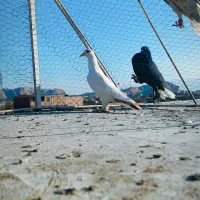 ماده دمب زرد دور چشم دار|پرنده|کرمان, |دیوار