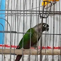 طوطی گرینچیگ مست مست حلقه دار سالونی|پرنده|هندیجان, |دیوار