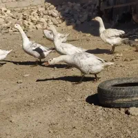 ۶عدد غازسفید خاکستری