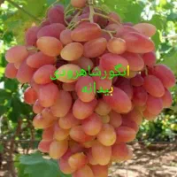 نهال فروشی سبز نهال|خدمات باغبانی و درختکاری|سنندج, |دیوار