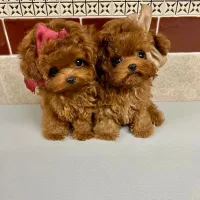 مرکز تخصصی پودل*توی و تاینی*