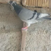 پرنده