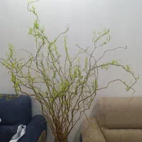 گل طبیعی بید