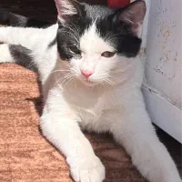 گربه تاکسیدو واکسن خورده