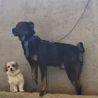 واگذاری یه جفت توله