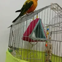 خورشیدی سخنگو کاملا دستی