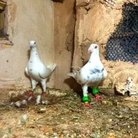 سرور سار گراف سوسکی سه رگ ابلغ|پرنده|مشهد, سجاد شهر|دیوار