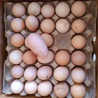 تخم مرغ محلی(بومی)تک زرده و دوزرده|خوردنی و آشامیدنی|اصفهان, خانه اصفهان|دیوار