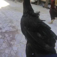 جوجه لاری|حیوانات مزرعه|زاهدان, |دیوار