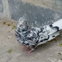 سرور ماده تو دم سفید|پرنده|تهران, هاشمی|دیوار