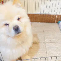 توله چاعوچاعو|سگ|بندرعباس, |دیوار