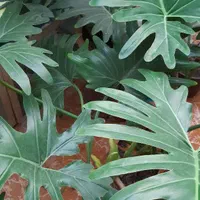 گل برگ انجیری|گل و گیاه طبیعی|کرچمبو, |دیوار