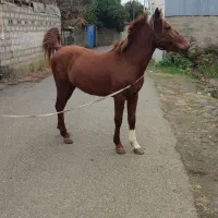 نریون  دورگ 2به 3 سال