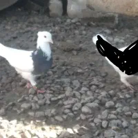 دو تا ماده طوقی آس|پرنده|فاضل آباد, |دیوار