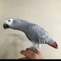 کاسگو خوشگل دستی ارام