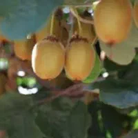 شن و مخلوط رودخانه ای مخصوص باغ کیوی