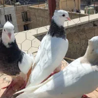کبوتر کفتر طوقی