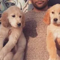 دوبرمن مشکی روتوایلر آمریکن گلدن نر 3 ماهه|سگ|تهران, دانشگاه شریف|دیوار