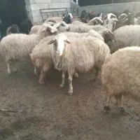 گوسفند داشتی جوان|حیوانات مزرعه|کوهدشت, |دیوار