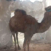 شتر چاق|حیوانات مزرعه|مانه, |دیوار